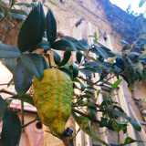 A farla da padrone sono per� le diverse essenze di agrumi, mandarini e profumati limoni: probabilmente gli originali alberi piantati due secoli fa
